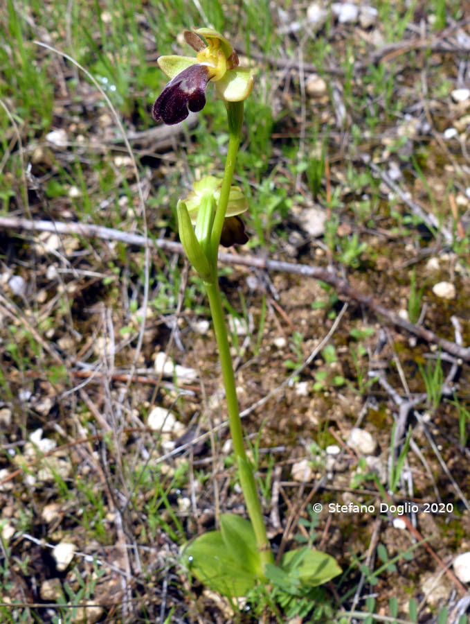 orchidee in Giordania